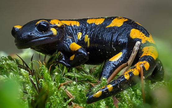 vom Aussterben bedrohter Salamander